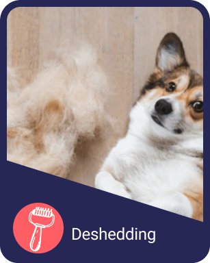 Odie’s Deshedding