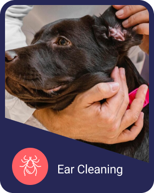 Odie’s Ear Cleaning