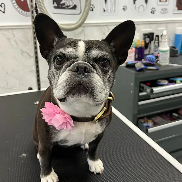 black bulldog with pink flower in collar