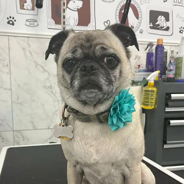 white pug with teal flower in collar