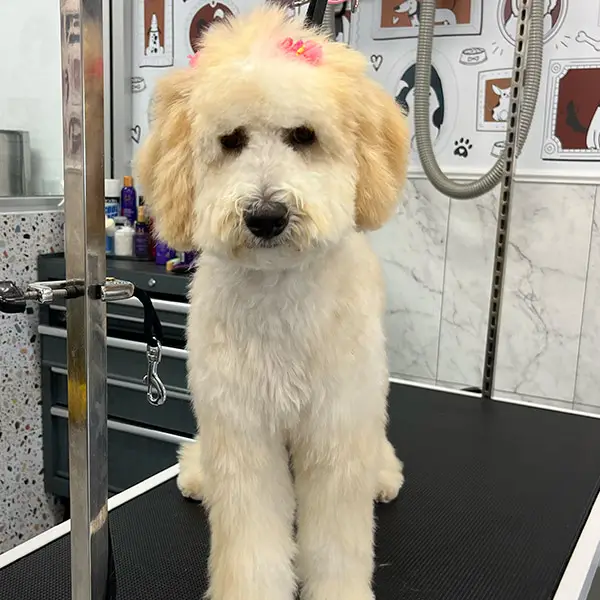 white dog with pink flowers on grooming stand