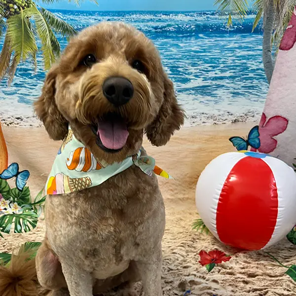 Tan dog in a beach scene