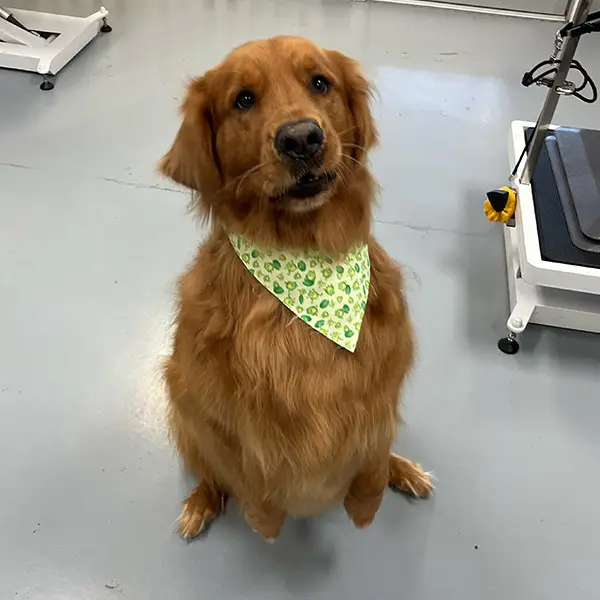 Golden retriever begging for a treat