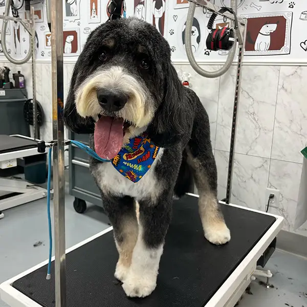 black and white dog being groomed