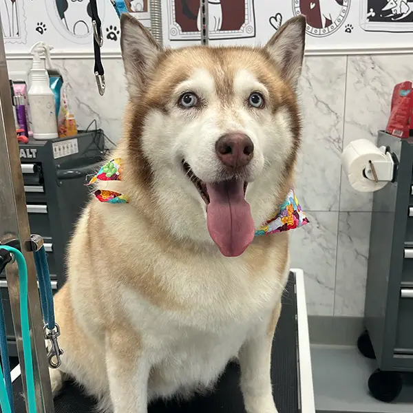 white and brown husky