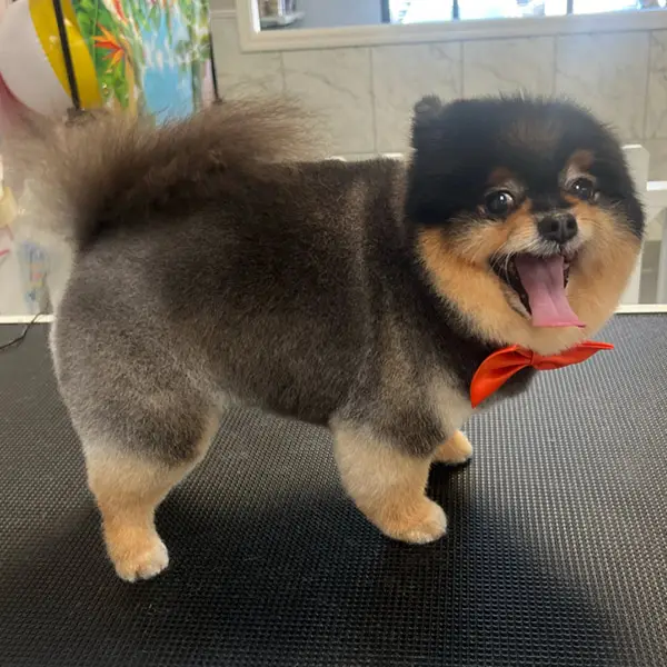 small dog wearing a red bowtie