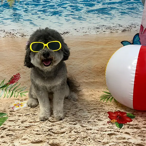 black and white dog on a beach wearing sunglasses