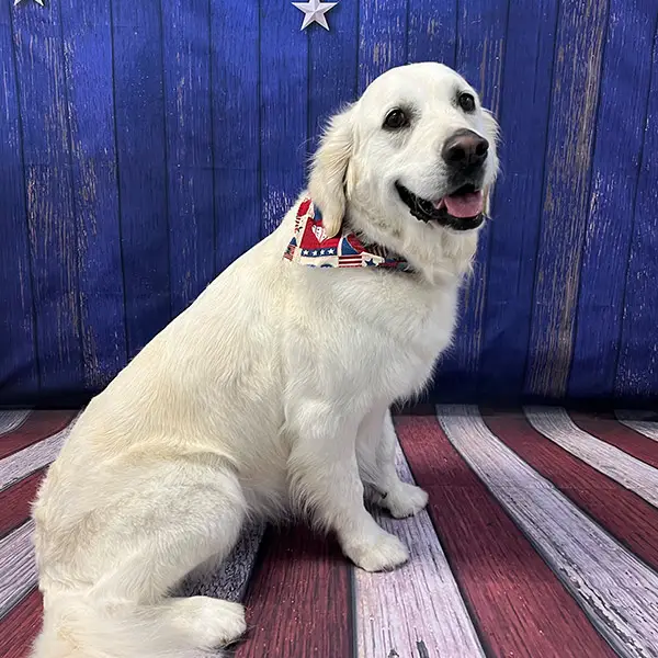 golden retriever wearing flag bandana with American flag background