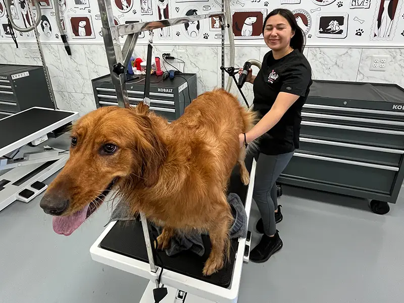 groomer cutting dog's hair